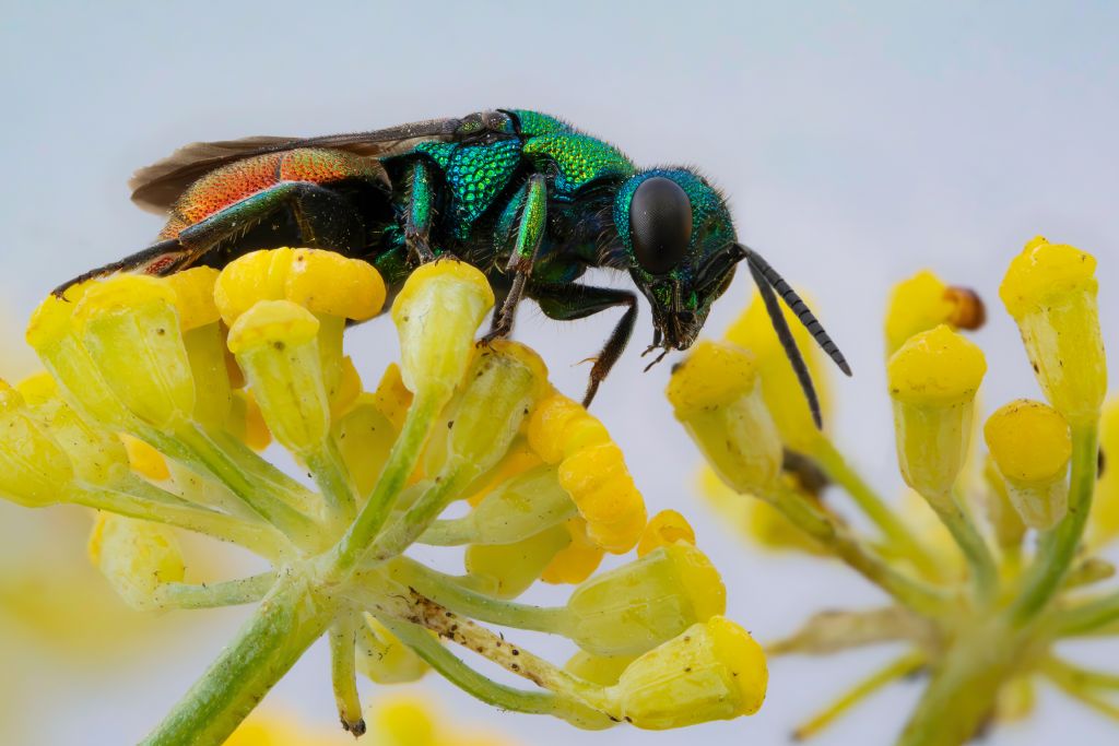Chrysididae sp.